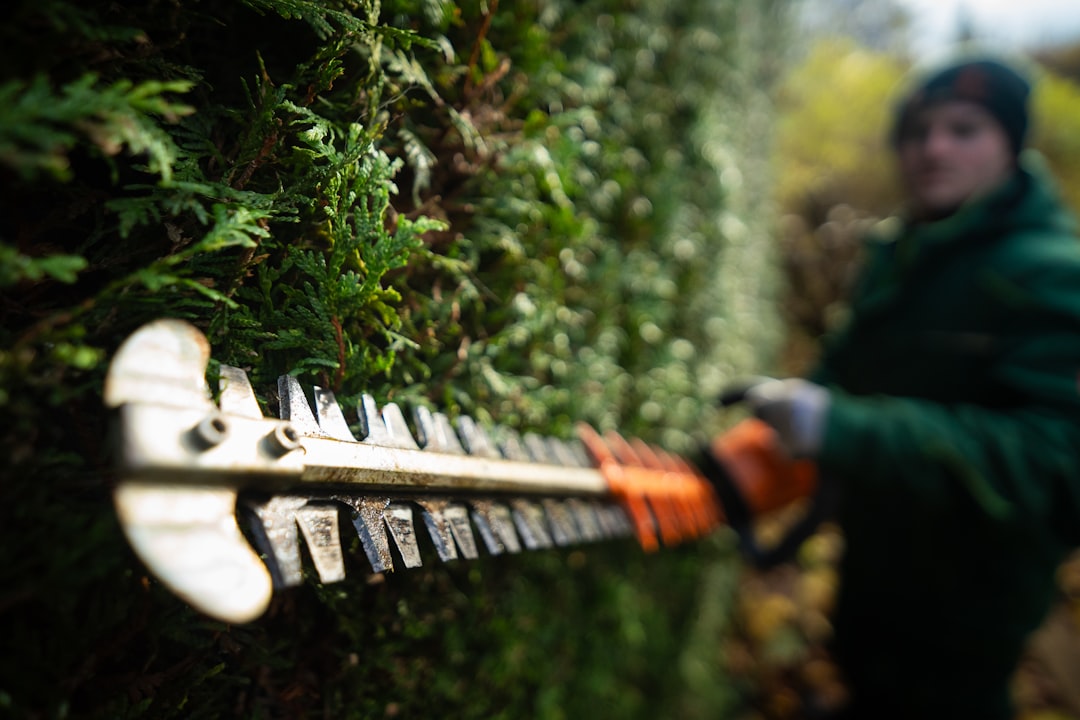 creative-01 Landscaper trimming a Thuja hedge. Ultra-wide angle shot.