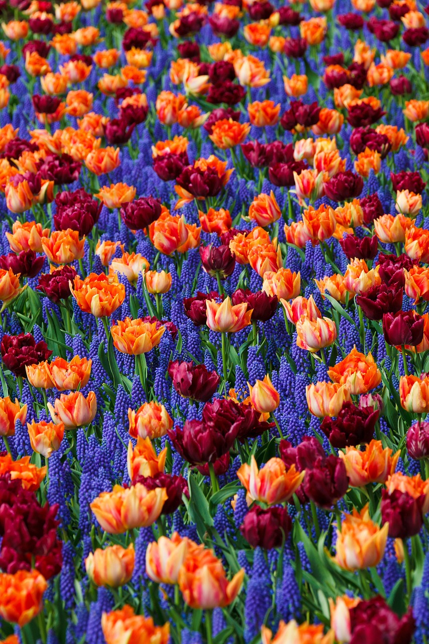 creative-02 field, floral background, plants, flowers, hyacinths, tulips, bloom, blossom, beautiful wallpaper, flowering plants, beautiful flowers, ornamental plants, flower background, flora, nature, flower wallpaper, background, iphone wallpaper