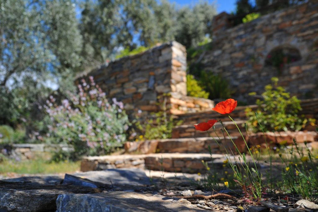 two-red-flowers-on-stairs-68470 Close-up of red poppies blooming in a rustic garden with a blurred stone wall background.