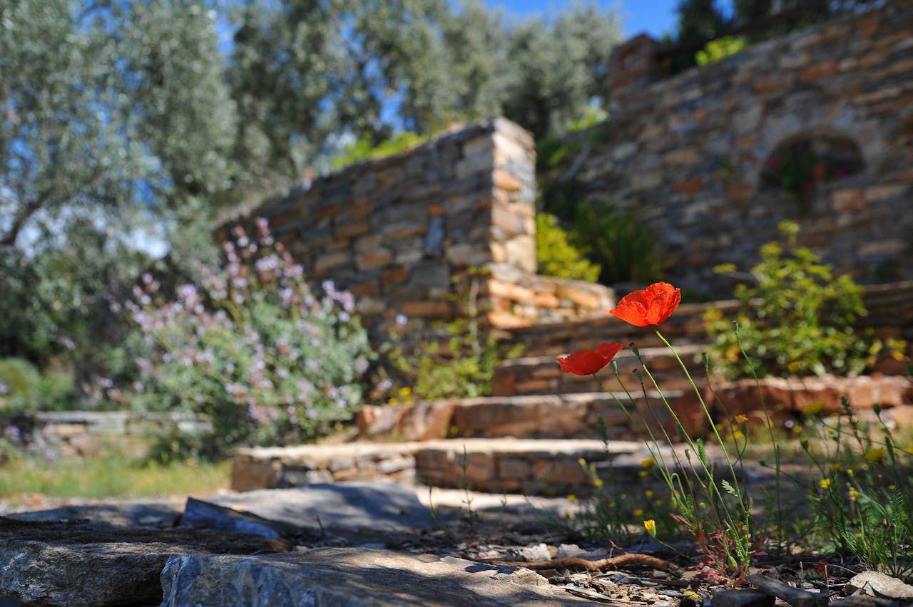 our-story Close-up of red poppies blooming in a rustic garden with a blurred stone wall background.